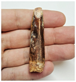 T50 - Huge Rebbachisaurus garasbae Diplodocoid Sauropod Dinosaur Tooth KemKem