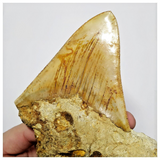 T123 - Finest Quality Serrated 3.26'' Megalodon Tooth in Matrix Indonesia Location