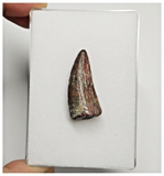 T179 - Rare Suchomimus tenerensis Dinosaur Tooth Lower Cretaceous Elrhaz Fm