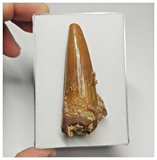 T105 - Beautiful Orange 2.51'' Spinosaurus Dinosaur Tooth Cretaceous KemKem Beds