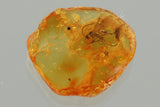 J55 - Great WINGED ANT & FLY Fossil Inclusion Genuine BALTIC AMBER + HQ Picture