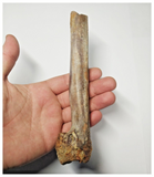 T255 - Top Rare 6.69'' Partial Cretaceous Azhdarchid Pterosaur Metacarpal Bone