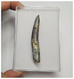 T90 - Large Rebbachisaurus garasbae Diplodocoid Sauropod Dinosaur Tooth KemKem