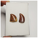 T196 - Set of 2 Finest Carcharodontosaurus Dinosaur Teeth - Cretaceous KemKem Beds