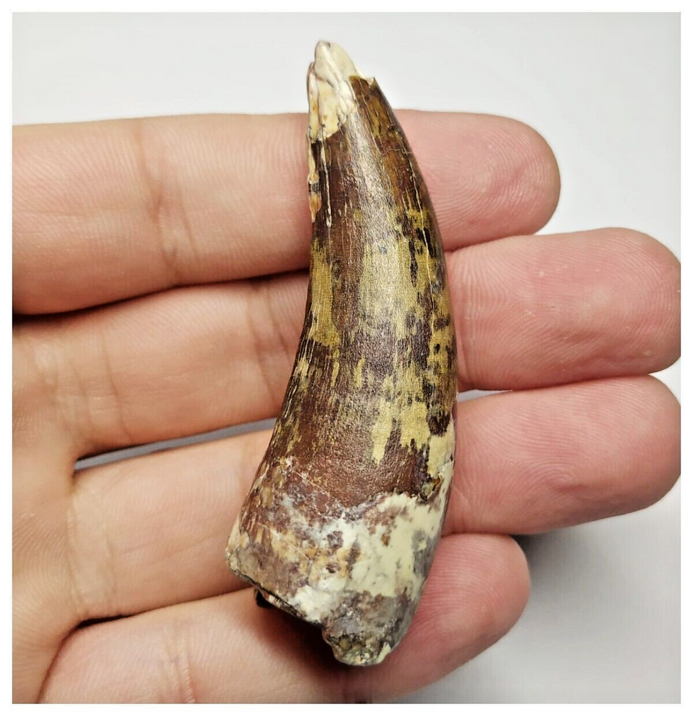 T19 - Rare Suchomimus tenerensis Dinosaur Tooth Lower Cretaceous Elrhaz Fm