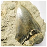 T113- Finest Quality Serrated 5.11 Inch Megalodon Tooth in Matrix Indonesia Location