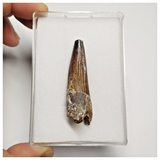 T194 - Finest Grade 2.04'' Red Spinosaurus Dinosaur Tooth Cretaceous KemKem Beds