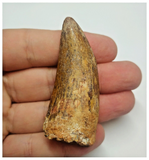 T82 - Beautiful 2.36 Inch Carcharodontosaurus Dinosaur Tooth - Cretaceous KemKem