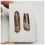 T202 - Set of 2 Finest Rebbachisaurus garasbae Diplodocoid Sauropod Dinosaur Teeth