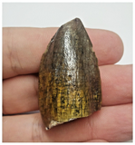 T70 - Rare Jobaria tiguidensis Sauropod Dinosaur Tooth Jurassic Tiouraren Fm