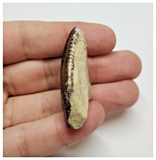 T41 -Exceedingly Rare Unidentified Basal Iguanodontian Dinosaur Tooth - Cretaceous Elrhaz Fm