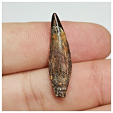 T168 - Top Rare Fully Rooted Pterosaur (Coloborhynchus) Tooth Cretaceous KemKem