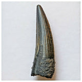 S42 - Exceedingly Rare Suchomimus tenerensis Dinosaur Tooth - Elrhaz Fm - Niger