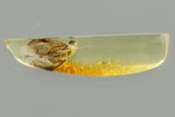 J50 - SNIPE FLY Rhagionidae RHAGIO Fossil Genuine BALTIC AMBER + HQ Picture