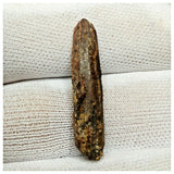 11012 - Great 1.22'' Rebbachisaurus garasbae Diplodocoid Sauropod Dinosaur Tooth