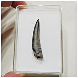 E14 - Rare Suchomimus tenerensis Dinosaur Tooth Cretaceous Elrhaz Fm Tenere Desert