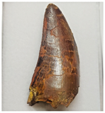 T77 - Serrated 2.20 Inch Carcharodontosaurus Dinosaur Tooth - Cretaceous KemKem