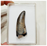 E3- Rare Eocarcharia dinops Dinosaur Tooth - Cretaceous Elrhaz Fm Tenere Desert