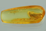 J49 - CADDISFLY Trichoptera Inclusion Fossil Genuine BALTIC AMBER + HQ Picture