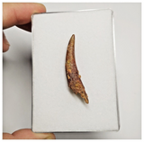 T180 - Nicely Preserved Pterosaur (Coloborhynchus) Tooth Cretaceous KemKem Beds