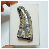 JS29 - Rare Afrovenator abakensis Megalosaurid Dinosaur Tooth Jurassic Tiouraren Fm