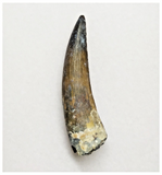 T161 - Rare Suchomimus tenerensis Dinosaur Tooth Lower Cretaceous Elrhaz Fm