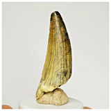 S48 - Finest Suchomimus tenerensis Dinosaur Tooth Lower Cretaceous Elrhaz Fm