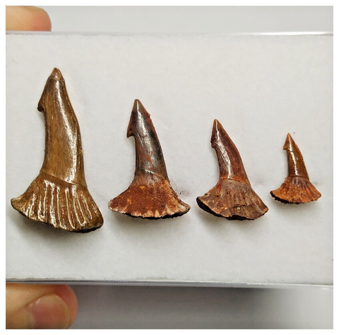 T182 - Set of 4 Nicely Preserved Onchopristis numidus Upper Cretaceous KemKem