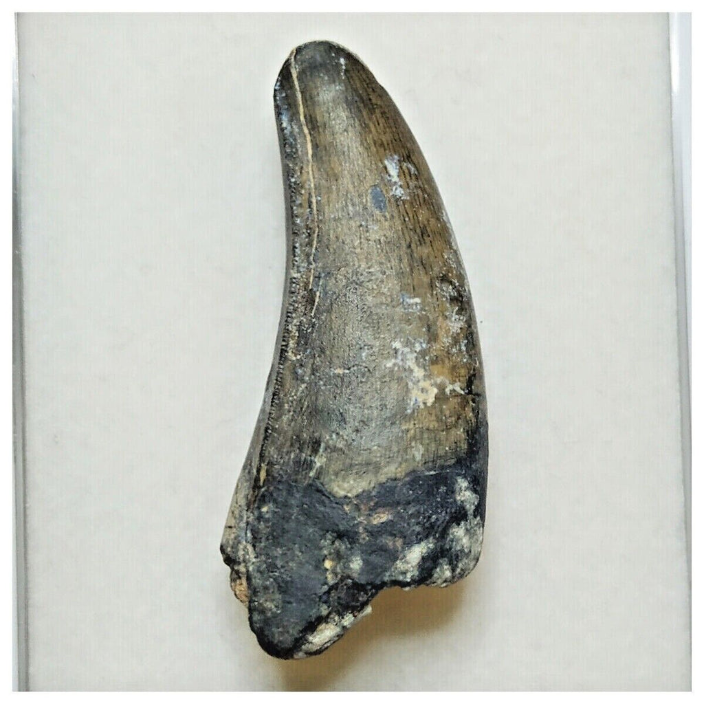 JS13- Rare Eocarcharia dinops Dinosaur Premaxillary Tooth - Cretaceous Elrhaz Fm Tenere Desert