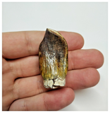 T45 - Rare Jobaria tiguidensis Sauropod Dinosaur Tooth Jurassic Tiouraren Fm