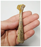 T260 - Top Rare 3.93 Inch Cretaceous Azhdarchid Pterosaur Metacarpal Bone KemKem