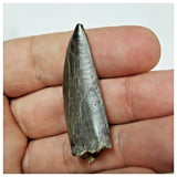 W1 - Kryptops palaios Abelisaurid Theropod Dinosaur Tooth Cretaceous Elrhaz Fm