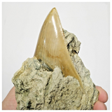 T121 - Finest Quality Serrated 3.22'' Megalodon Tooth in Matrix Indonesia Location