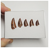 T189 - Set of 5 Finest Abelisaurid Dinosaur Teeth Upper Cretaceous KemKem Beds