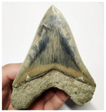 T128 - Finest Quality Serrated 4.40'' Megalodon Tooth from Rare Indonesia Location