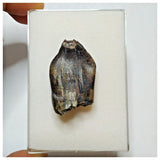 JS4 - Top Rare Jobaria tiguidensis Sauropod Dinosaur Tooth Jurassic Tiouraren Fm