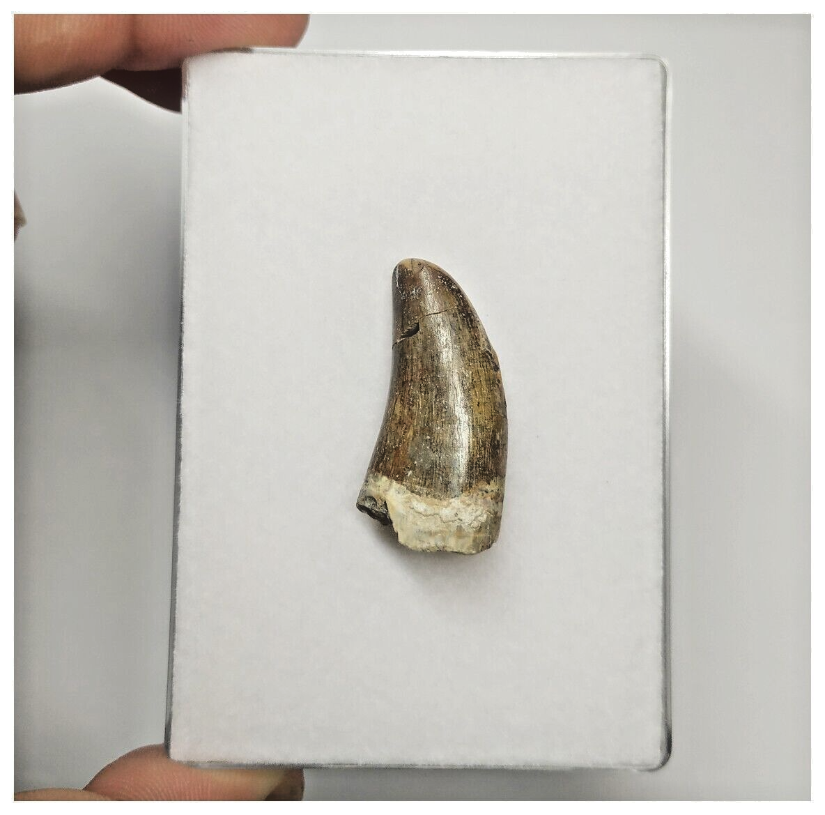 JS152 - Rare Eocarcharia dinops Dinosaur Tooth Cretaceous Elrhaz Fm Te ...