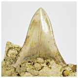 T122 - Finest Quality Serrated 2.63'' Megalodon Tooth in Matrix Indonesia Location
