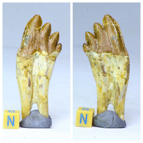 R272 & R306 Basilosaurus Tooth + Cornuproetus Trilobite - Darren Order