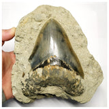 T113- Finest Quality Serrated 5.11 Inch Megalodon Tooth in Matrix Indonesia Location