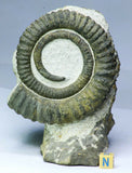 R286/R375/R345/L220 Anetoceras + Harpides + Hamatolenus + Equicalastrobus - Oosterbeek Order
