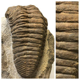 Lot of different trilobites - Order 143942046975