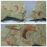 R286/R375/R345/L220 Anetoceras + Harpides + Hamatolenus + Equicalastrobus - Oosterbeek Order