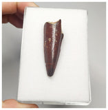 T112 - Finest Grade 1.69'' Red Spinosaurus Dinosaur Tooth Cretaceous KemKem Beds