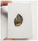 T49 - Rare Jobaria tiguidensis Sauropod Dinosaur Tooth Jurassic Tiouraren Fm