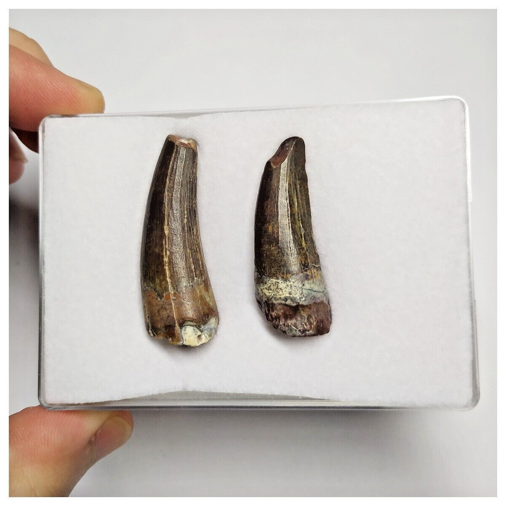 T210 - Set of 2 Suchomimus tenerensis Dinosaur Teeth Lower Cretaceous Elrhaz Fm