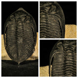 Lot of different trilobites - Order 143942046975