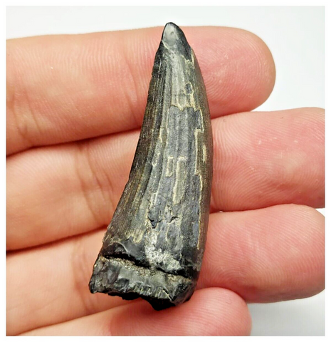 T29 - Rare Suchomimus tenerensis Dinosaur Tooth Lower Cretaceous Elrhaz Fm