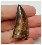 T74 - Finest Grade Black Carcharodontosaurus Dinosaur Tooth - Cretaceous KemKem