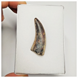 T208 - Rare Afrovenator abakensis Megalosaurid Dinosaur Tooth Jurassic Tiouraren Fm